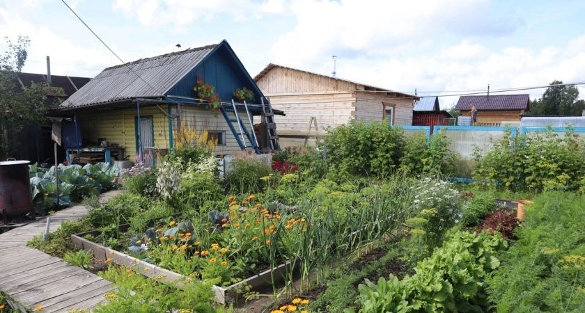 Посыпала на грядку в конце мая — и луковую муху как ветром сдуло: на луке ни одного желтого перышка не появится за сезон