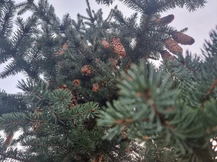 Какие хвойные растения можно посадить у дома: в питомниках советуют эти варианты