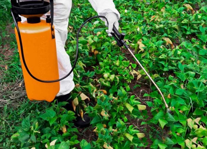 Польза гербицидов: что важно знать садоводам