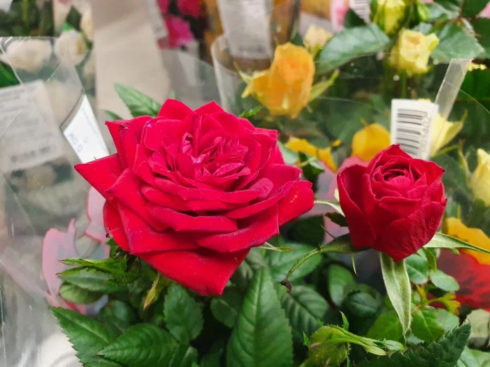 Странное решение соседки: как забытые розы обрели новый шанс на жизнь