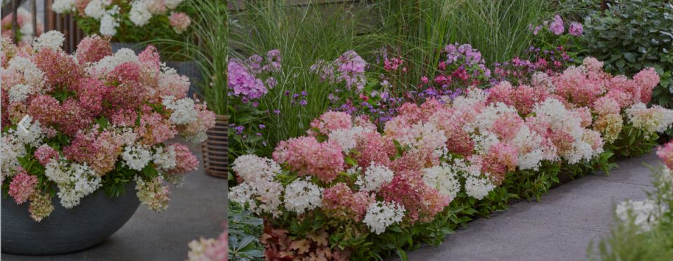 Новая почвопокровная гортензия: революция в садоводстве 2025 года