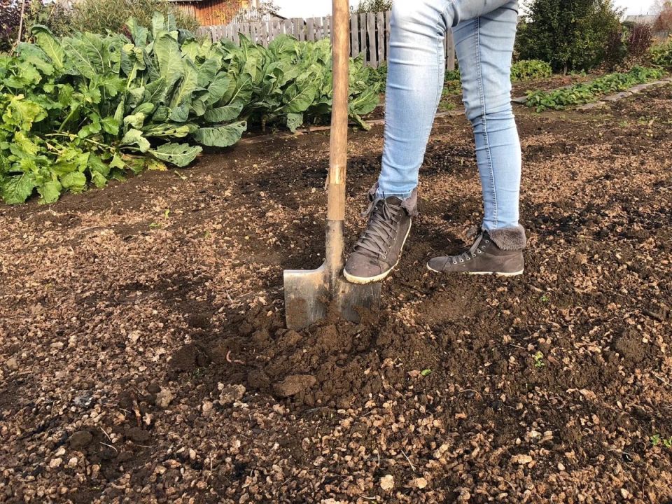 Почему осенью не стоит перекапывать огород: 5 причин оставить землю в покое