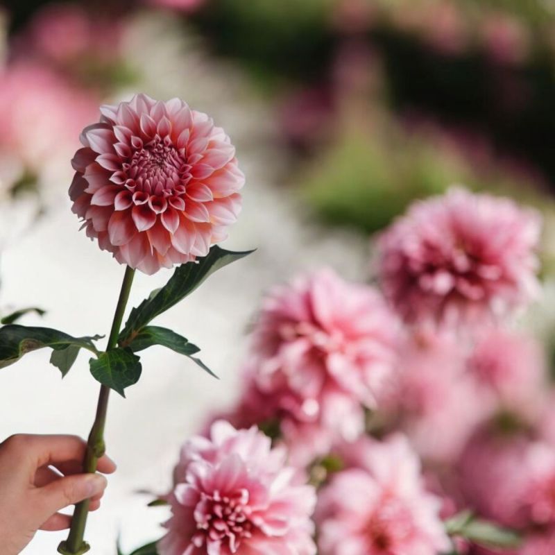 Секреты успешного хранения георгинов