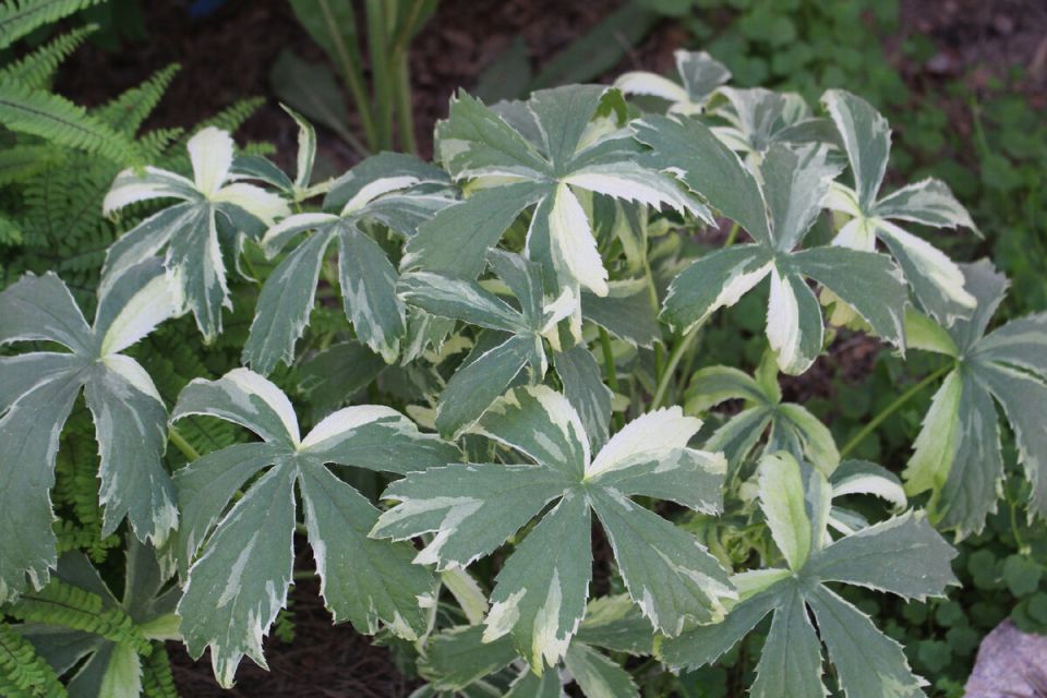  :  &quot;Sunningdale Variegated&quot;   2025 