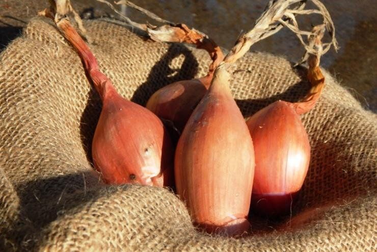Посадка лука-шалота под зиму