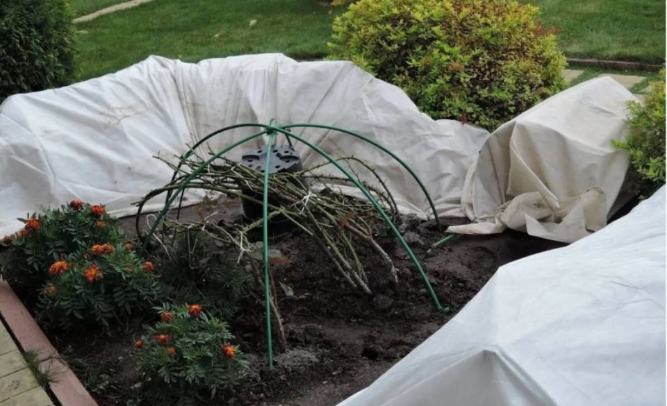 Зимняя защита: укрытие роз и винограда