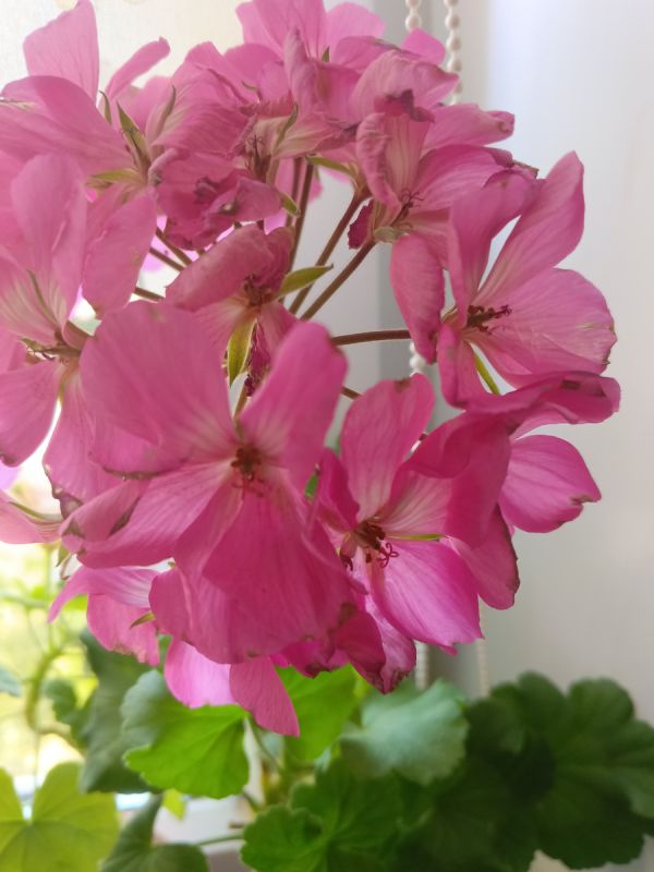 Герань в вашем доме: идеальный грунт для яркого цветения