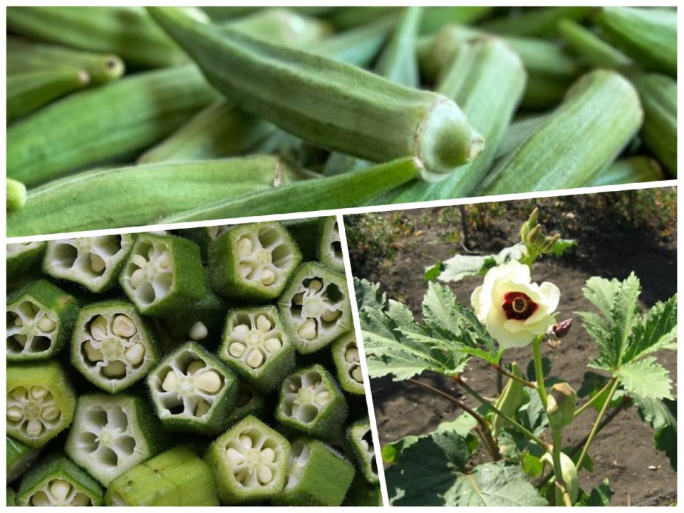 Бамия: экзотика на вашем огороде – стоит ли рисковать?