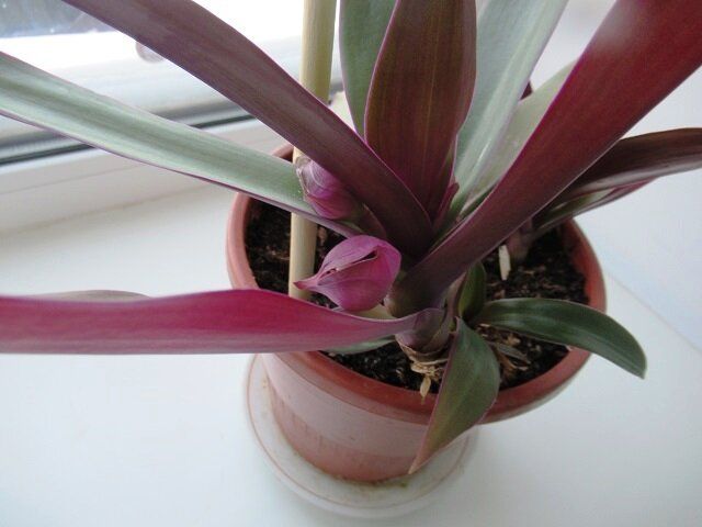 Традесканция Рэо: как заботиться о «лодьях Моисея» и избежать распространенных ошибок