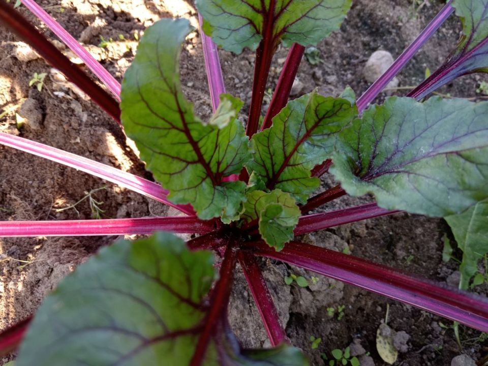 Секреты сладкой свеклы: как добиться идеального вкуса корнеплодов