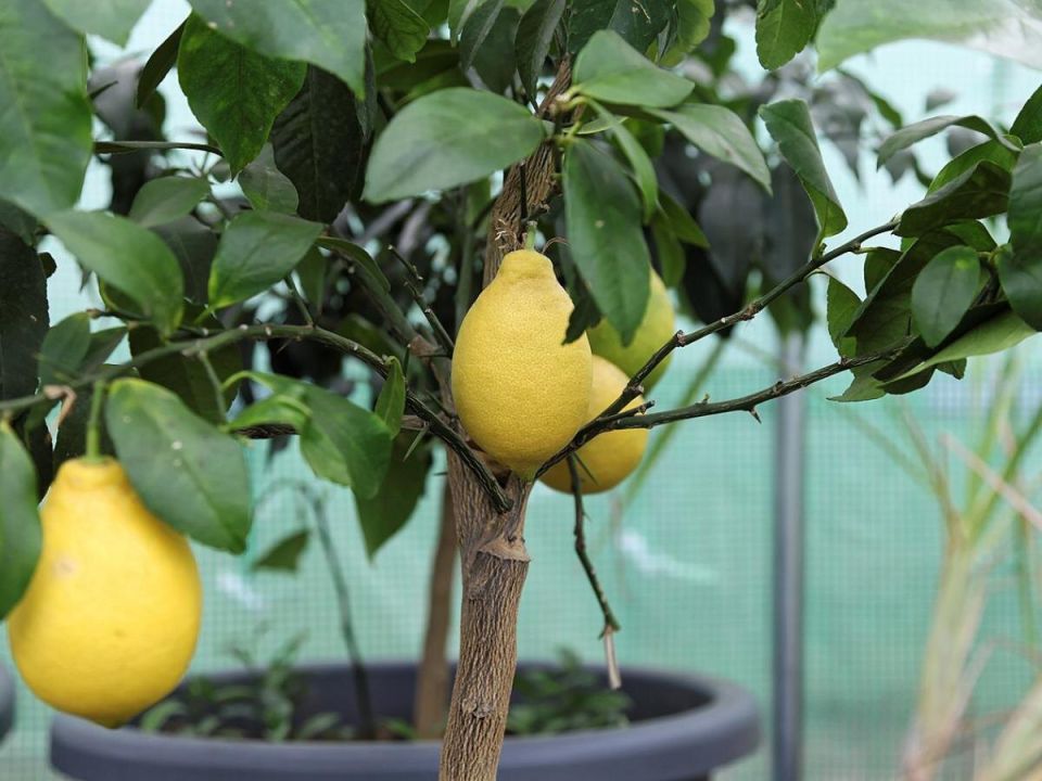 Секреты ухода за лимонным деревом для щедрого урожая