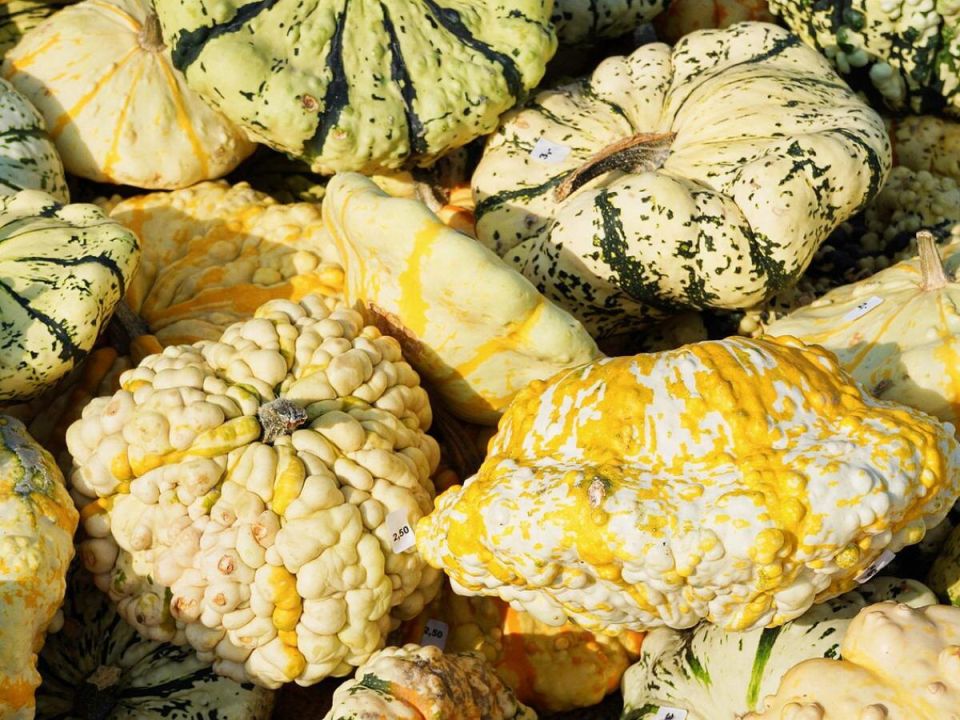 Удивительные овощи для вашего огорода: создайте уникальный сад