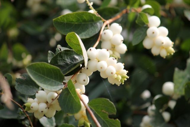 Снежноягодник: универсальное решение для вашего сада