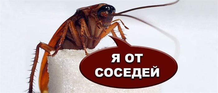 Как бороться с распространением тараканов от соседа: права и обязанности жильцов