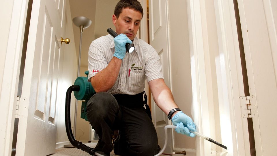 Что делать с нашествием клопов: только дельные советы от дезинфектора