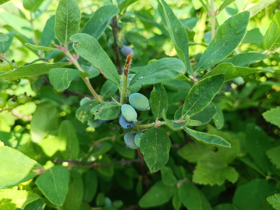 Август — время, когда жимолость нуждается в особом внимании