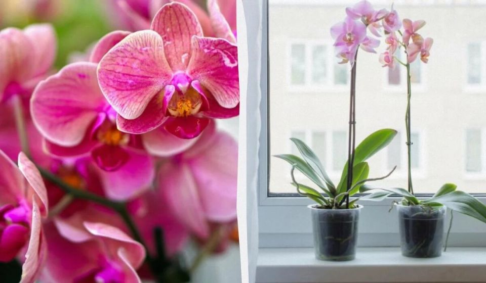 Чудеса для орхидей: простой раствор для цветения без химии