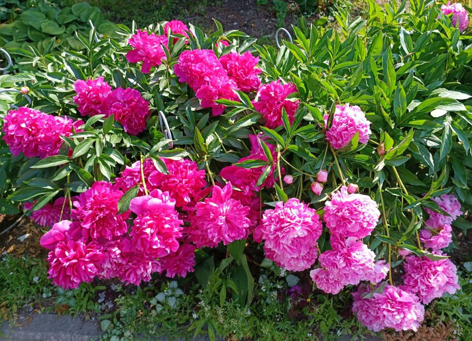 Правильный уход за пионами в августе