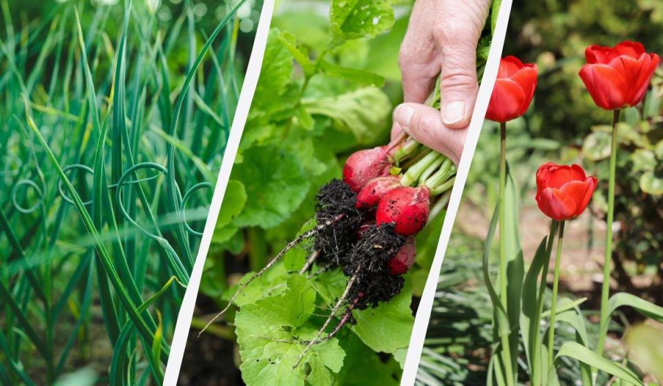 Март на огороде: стартуют посевы холодостойких культур и цветов