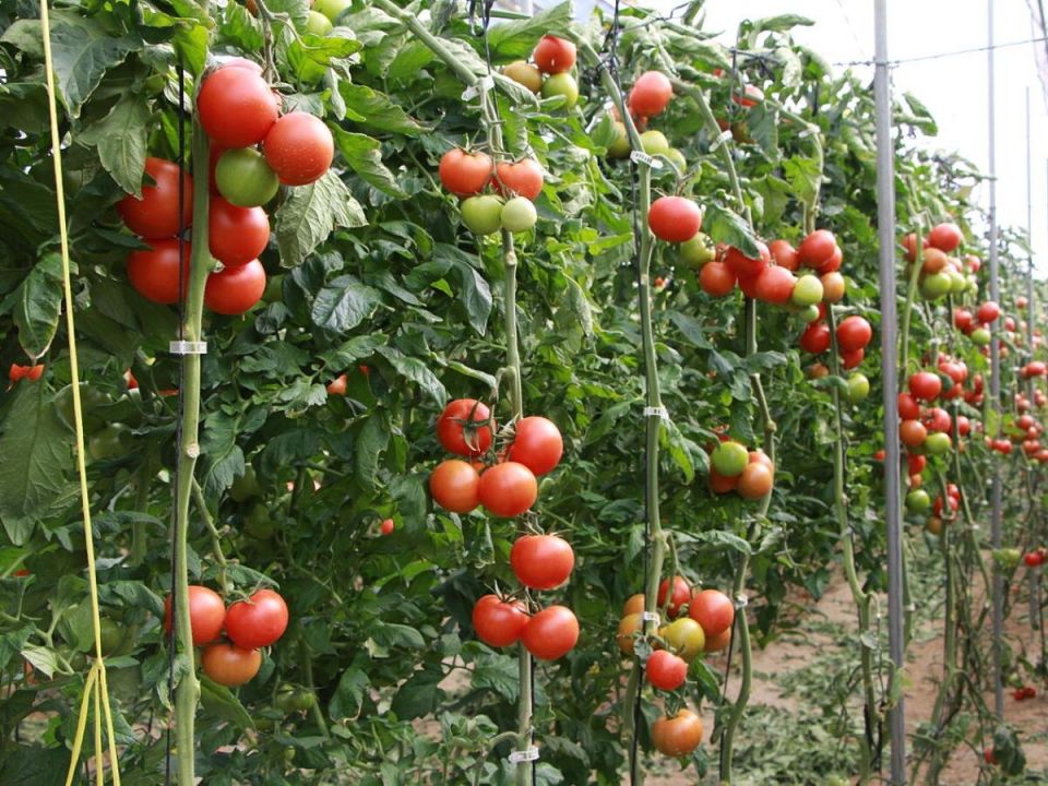 Как не навредить урожаю: секреты правильного удобрения томатов