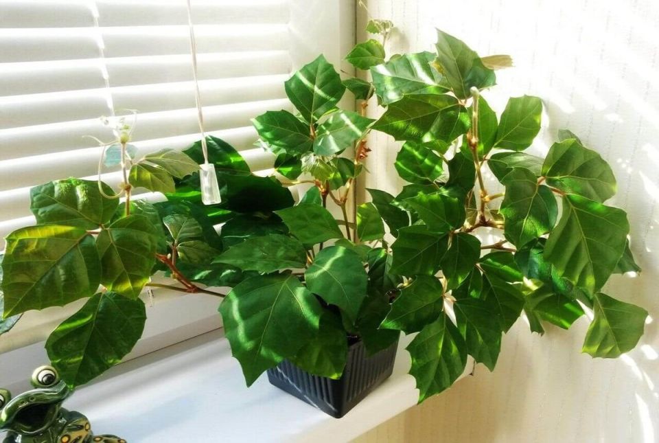 Циссус: как создать зелёный уголок у себя дома