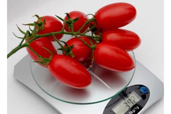 Джекпот: новый взгляд на томаты, которые покоряют огородников