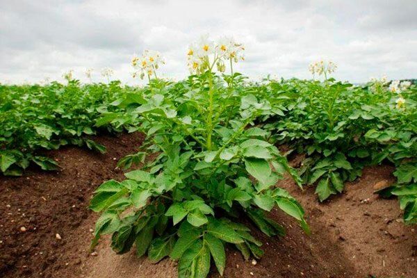 Необычный картофель Уника: секреты успешного возделывания