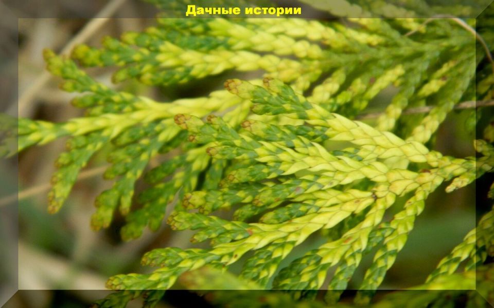 Тайны игл и чешуек: восхитительная красота хвойных растений