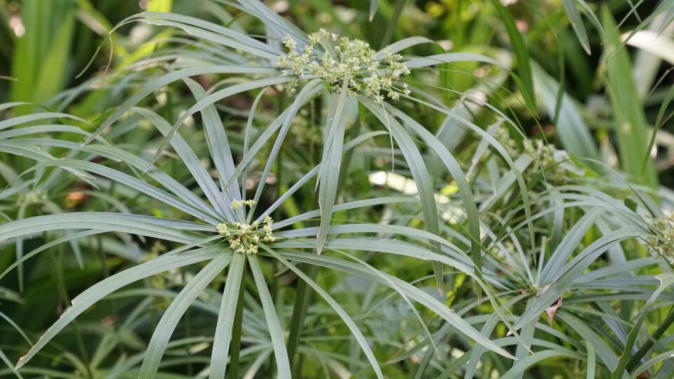 Циперус: зеленый укрытие для вашего дома