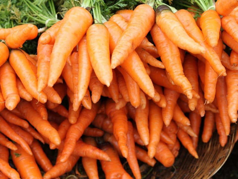 Основные причины горечи моркови и как их избежать