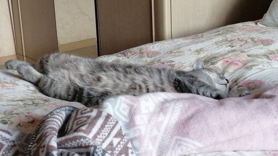 Кассиопея: как кошка с характером завоевала сердца своих хозяев