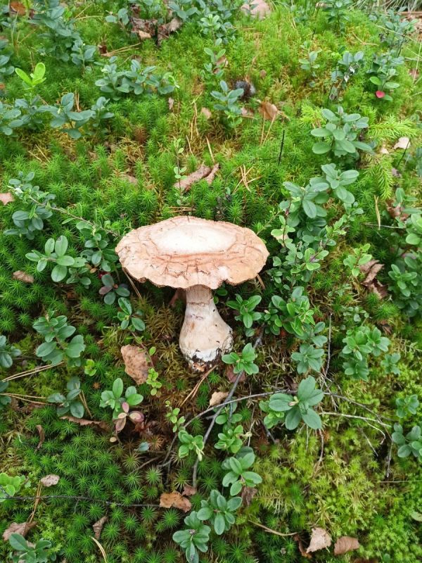 Очарование осенних лесов: грибная экзотика на границе Московской и Тверской областей