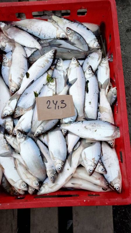 Нежный урефт в продаже: вернулся любимый сыр!