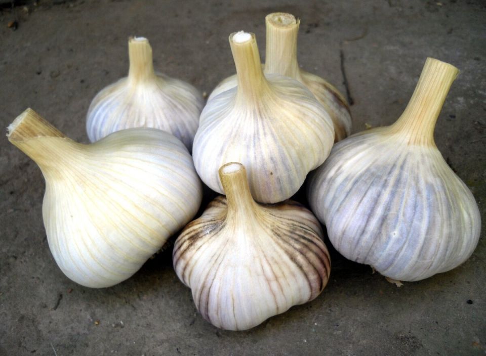 Как вырастить чеснок: секреты успешного урожая