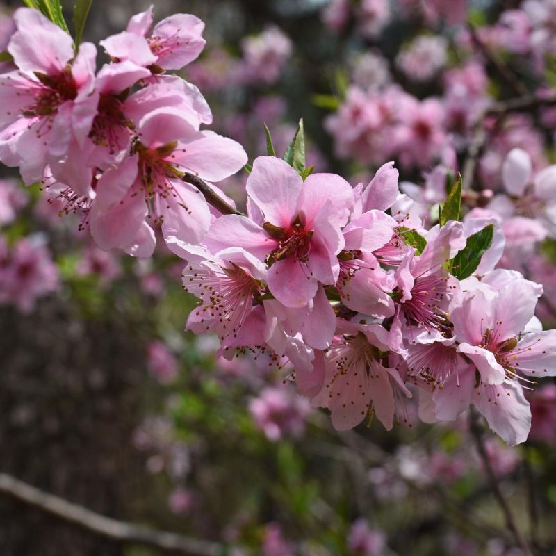 Как правильно ухаживать за персиком перед зимой: советы для садоводов