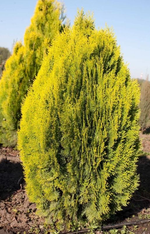 Туя Кан-Кан: очарование миниатюрного вечнозеленого чуда в вашем саду