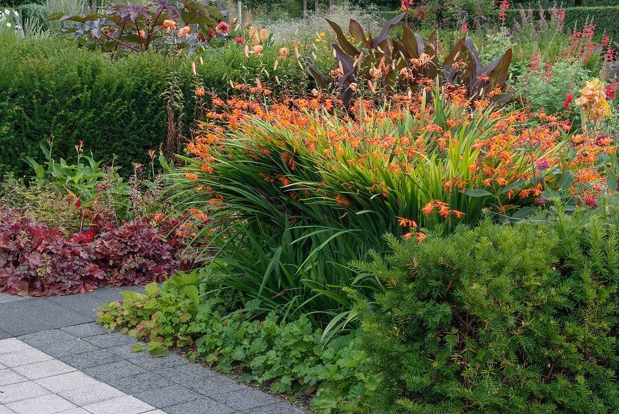 Как весной украсить ваш сад: 15 очаровательных луковичных цветов