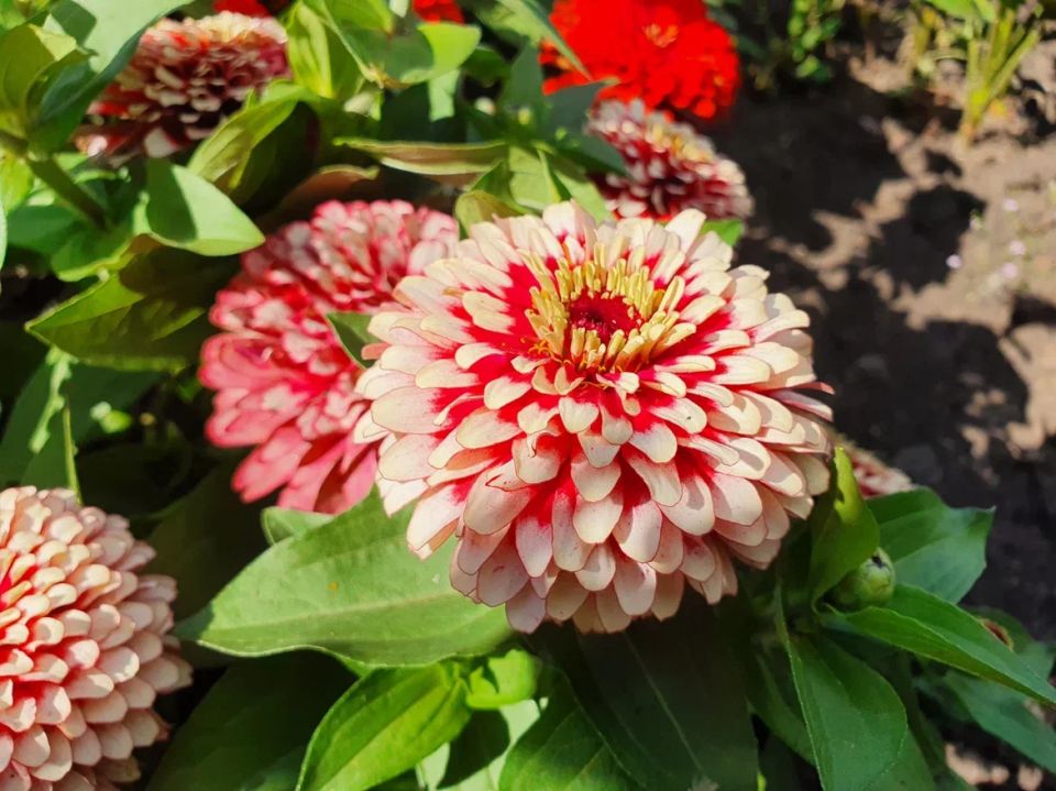 Цветы, которые выживут в зной: 7 лучших растений для жаркого сезона