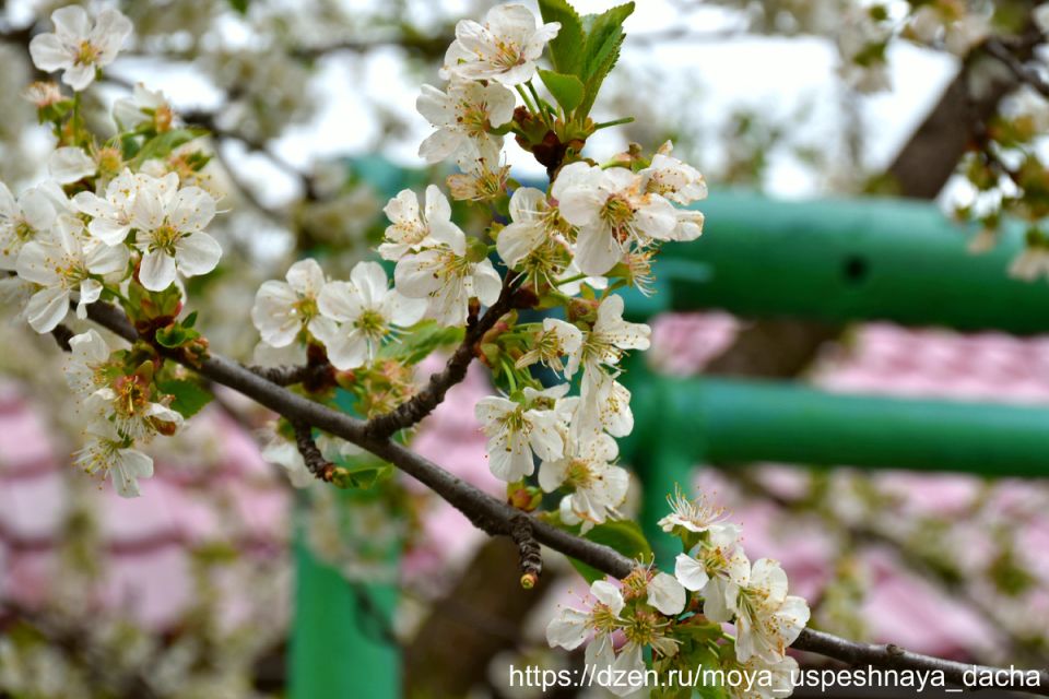 Защита садов: как эффективно обработать деревья после цветения