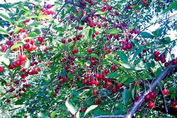 ����� ����� ����������: ��� ��������� �� ���������� ������ � �������� ������ ������