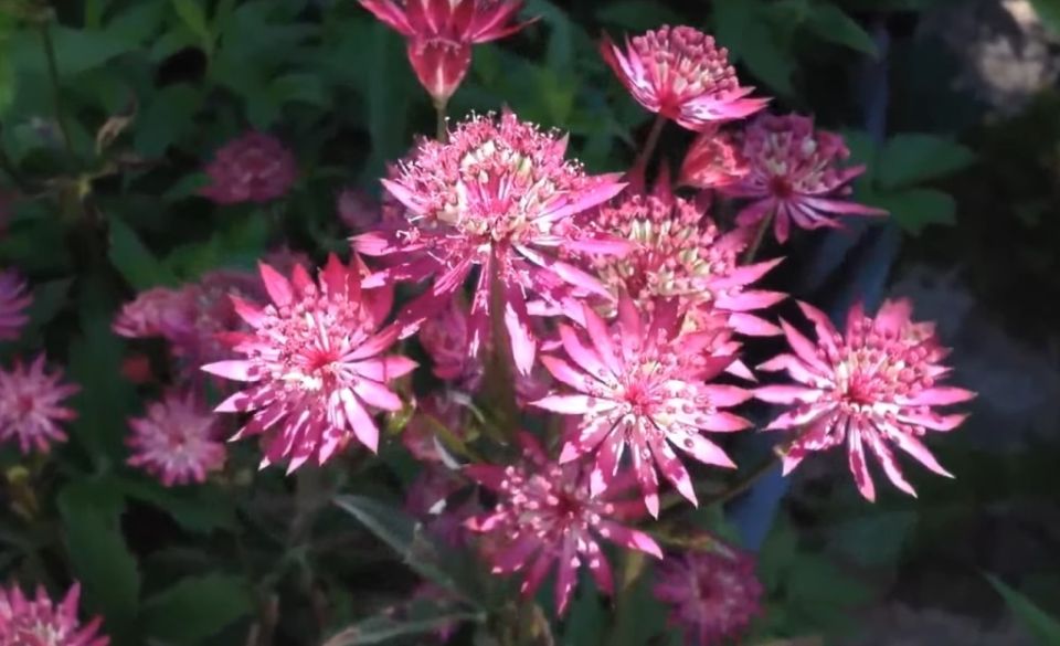 ���������: ������ ������� ��� ������� ��������