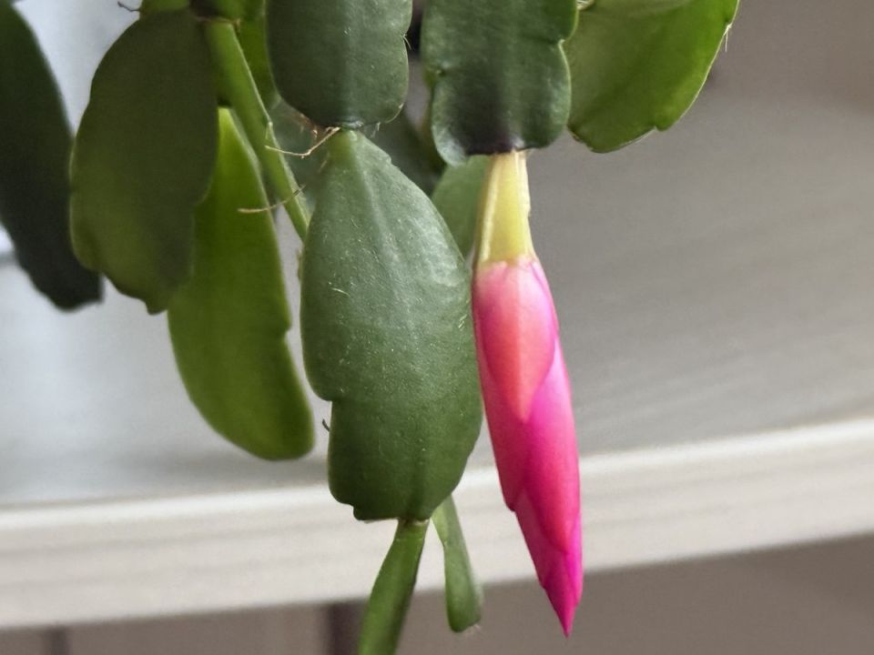 ���������: 5 ����� � ��������, � �������� ���� ����������