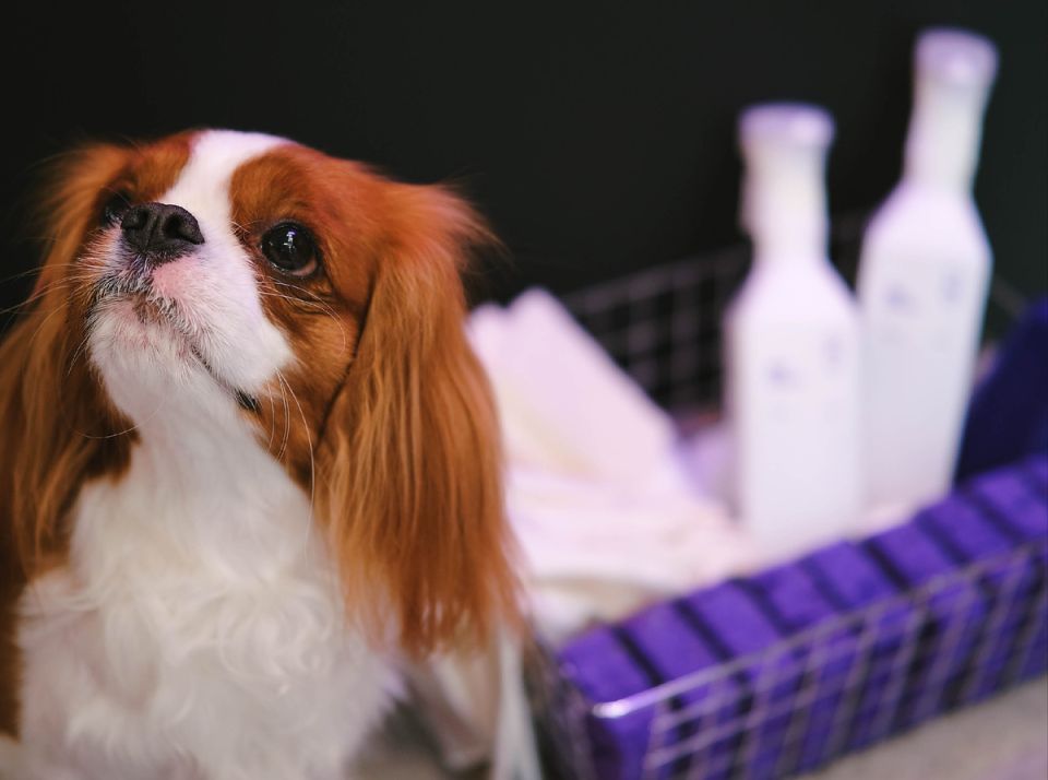 ������� DipClean: �� ����� � ��������� ������