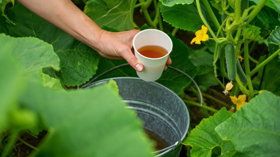 ��� ���� ������� ���� �������� ������� ���� ��� �������