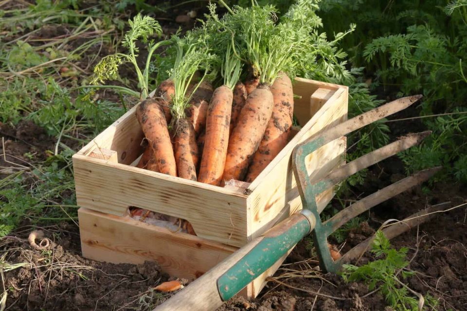 Секреты успешного хранения моркови: советы опытных огородников