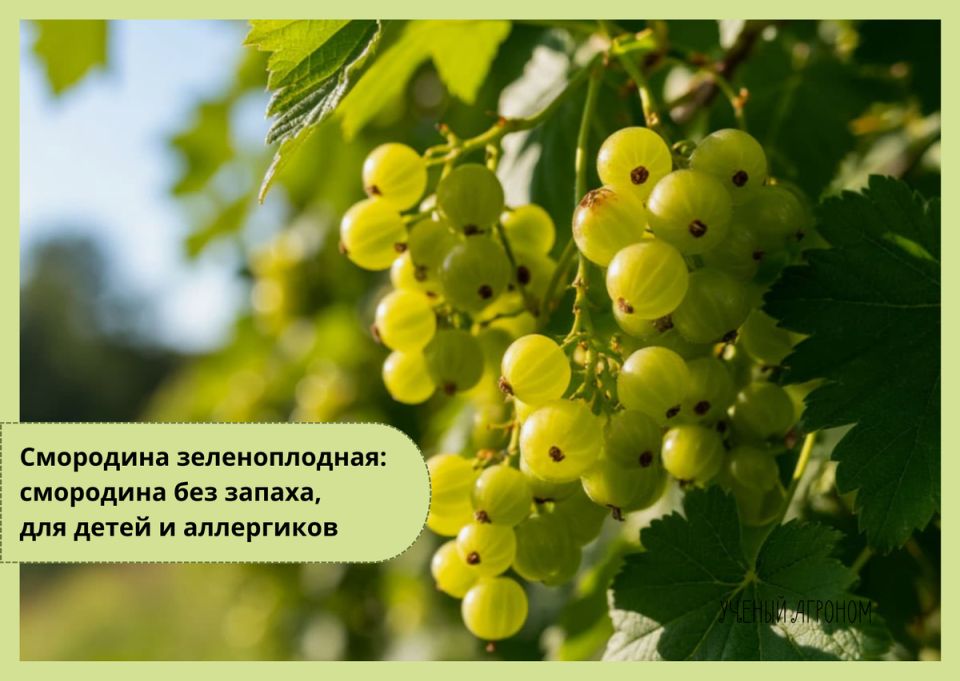 ������� ���������: ������� ���������, ������� ����� �������� � ����� ����