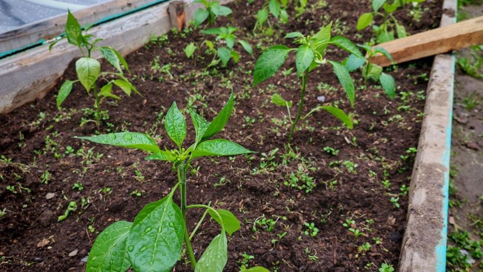 ������� ����� ��� ���������: ����� ������ � �����������