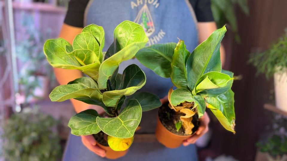 ������ ������������: 8 �������� ����� ��� ��������� ����� �� ������ ����������