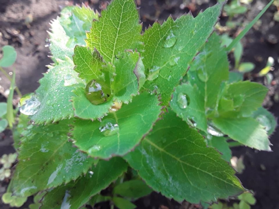 ����������: ������������ �������� � ������� �������