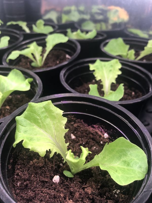 ������ ������ �� �����������: ��� ������� ������ ������ ���� ����